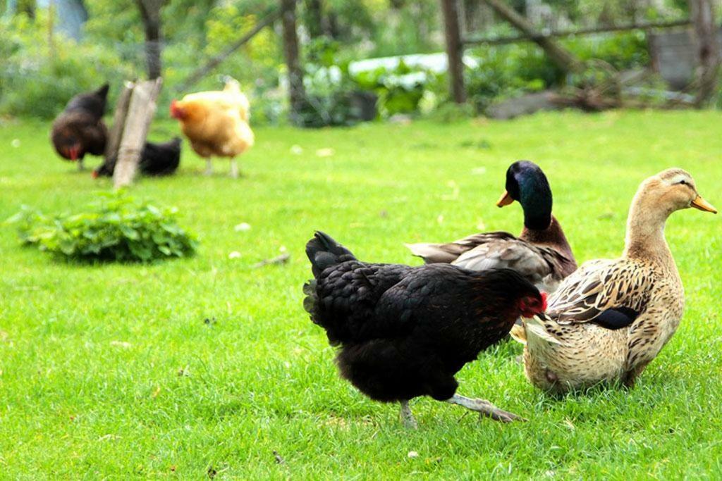 Gite De La Ferme De La Cote Les Damps Exteriör bild